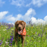 Bergtouren & Vanlife mit Hund